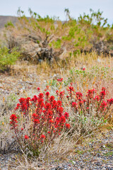 Wall Mural - Red flowers and plants in desert hills with shrubs and grasses