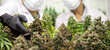 Scientist checking cannabis plants in marijuana garden indoor grow area before harvesting.