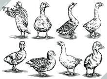 Black And White Engrave Ink Draw Isolated Duck Vector Set Illustration