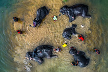 Circus Elephants Are Bathing In Murky River Water