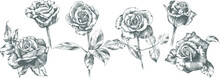 Rose Flower Outline Vector. Hand Drawn.