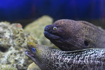 Wall Mural - Moray Eel fish in aquarium closeup