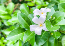 Five-petaled White Jasmine Flowers Are Blooming, Orang Jessamine,Murraya Paniculata
