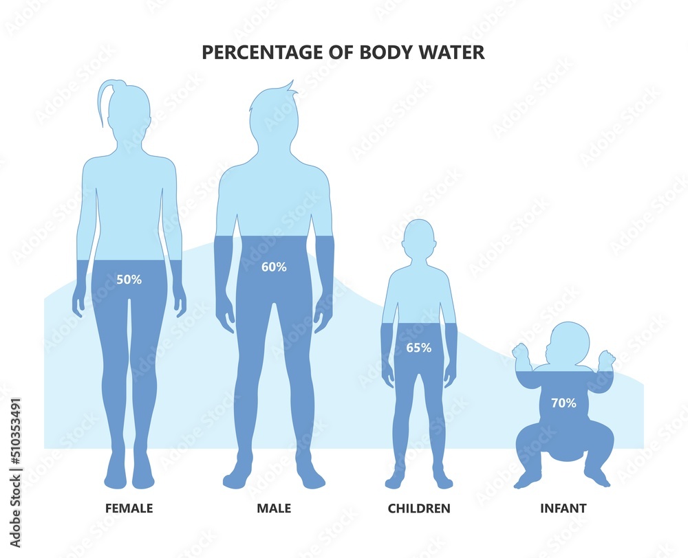Total Body Water percentage child level chart Stock Vector Adobe Stock
