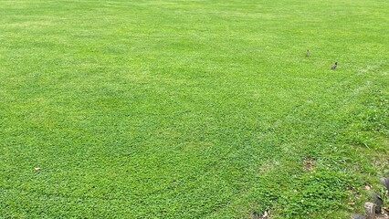 The park grass with 2 little birds walking, Hibiya park Tokyo Japan year 2022 June 11th
