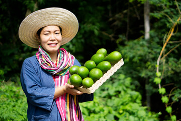 Wall Mural - Asian woman gardener holds basket of green avocado fruits in garden. Concept : organic agriculture occupation lifestyle. Happy farmer. Sustainable living, grows crops for eating or selling. 