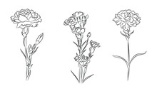 Set Of Carnation Line Art Drawings. January Birth Month Flower. Hand Drawn Monochrome Black Ink Outline Vector Art Illustrations. Perfect For Tattoo, Jewelry, Wall Art Design.