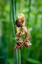 An Iris Withered And Dried In A Field Because Of Global Warming In Provence