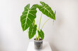 Beautiful alocasia green velvet, frydek, and white background, white table. The concept of minimalism, nature lover, peaceful, and mediation. 