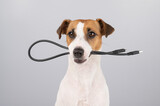 Fototapeta Zwierzęta - Dog jack russell terrier gnaws on a black usb wire on a white background. 