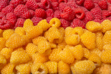 Red and yellow raspberries. Fresh juicy raspberries bright background.