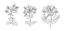 Set Of June Birth Month Flowers Honeysuckle Line Art Vector Illustrations. Hand Drawn Black Ink Sketch. Perfect For Modern Jewelry, Tattoo, Wall Art Design.