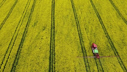 Wall Mural - Aerial flight from the top of an agro rapeseed field with a rural combine harvester. Harvesting