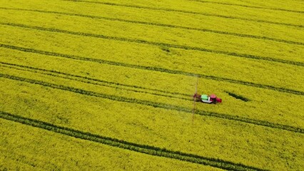 Wall Mural - Aerial flight from the top of an agro rapeseed field with a rural combine harvester. Harvesting