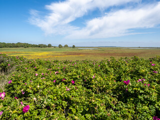 Poster - Landschaft