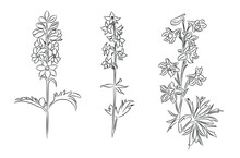 Set Of July Birth Month Flowers Larkspur Line Art Vector Illustrations. Hand Drawn Black Ink Illustrations. Perfect For Modern Jewelry, Tattoo, Wall Art Design.