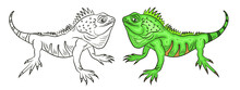 Funny Animals, Black And White And Color Image Of An Iguana. Coloring Book For Kids.