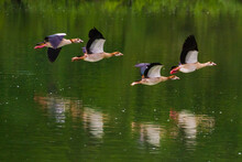 Egyptian Geese Flying Over Green Water Surface Of Lake