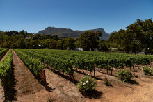 Constantia, Cape Peninsula, South Africa. 2022.  Vines With A Backdrop Of The Eastern Side Of Table Mountain At Groot Constantia Close To Cape Town, South Africa.