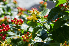 Saint John's Wort With Yellow Flowers And Red Berries Blooming Outdoors. Saint John's Wort, Or Hypericum, Is Used For Healing Teas And Homeopathy.