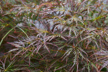 green red leaves of acer palmatum dissectum 'ornatum' (laceleaf japanese maple ) tree. colorful japa