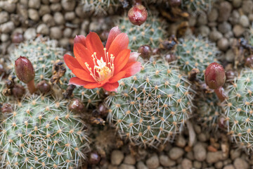 Poster - Red cactus flower in detail.