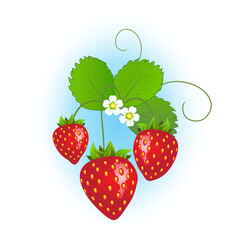 Wall Mural - Strawberry plant with ripe strawberries and flowers on blue background. EPS10 vector format.