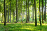 Fototapeta Fototapeta las, drzewa - Green beech forest