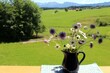 Ein Strauß mit Wildblumen (Margerite und Ackerwitwenblume) in einem blauen Krug auf dem Balkon. Im Hintergrund Wiesen und Berge, Allgäu, Bayern.