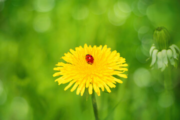 Wall Mural - Ladybug on Yellow dandelion flower