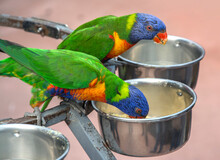 Rainbow Lorikeet Parrots During Meal Time