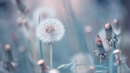 Wall Mural - fluffy dandelions on a beautiful blue background. dreamy summer art image. selective focus. banner