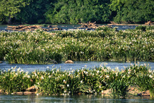 Very Rare Rocky Shoals Spider Lilies In Bloom In The Catawba River Near Rock Hill, South Carolina, USA.