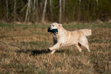 Fototapeta Psy - Beautiful golden retriever dog carrying a training dummy in its mouth