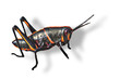 © Chase D’Animulls - oung eastern or Florida Lubber grasshopper - Romalea microptera,  Young nymph stage black and red stripe color phase.  Isolated cutout on white background.