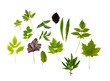 canvas print picture - Blatt & Blätter von Bäumen und Pflanzen
