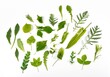 canvas print picture - Blatt & Blätter von Bäumen und Pflanzen