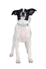 Wall Mural - Happy Rat terrier puppy dog is standing on a white background