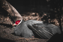 Gray Wild Bird With Red Head Lying On The Ground. Huge Sharp Yellow Beak With Red Based, Red Face, Fluffy Feathers On Top Of Head. Bird Animal Resting On Land.