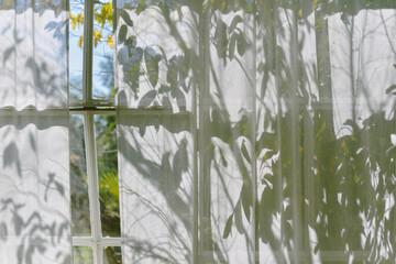 Shadow on curtain window in living room with warm and cozy natural light, Sunlight shining through tree leaves on shade, Wind waving sheer curtain by morning breeze.