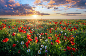 Canvas Print - Beautiful summer sunrise over wild flowers meadow