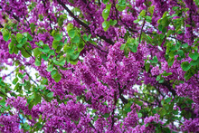 Blooming Lilac Flowers, Branches With Inflorescences Close-up.