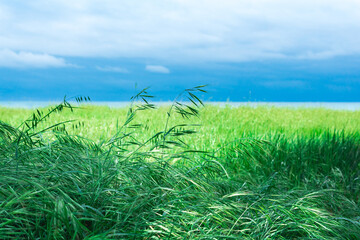 meadow with green eared grass on the seashore