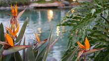 Pond Or Fishpond Water In Fairy Garden, Garland Lights Glowing On Trees, Magic Fantasy Forest Atmosphere. Bird Of Paradise Orange Crane Flower Bloom, Strelitzia Botanical Blossom. Flora By Water Pool.