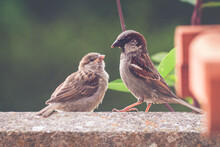 An Adult Male House Sparrow With A Fledgling He Has Just Fed