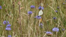 White Butterfly (large White) On The Blue Flower In The Field