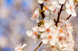 Blüten der Schlehe im Frühling – eine Wildbien auf Nektarsuche