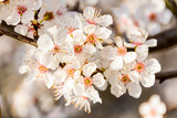 Fototapeta Zwierzęta - Blüten der Schlehe im Frühling