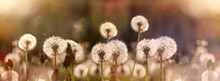 Selective And Soft Focus On Dandelion Seeds, On Fluffy Blow Ball, Beautiful Nature In Meadow	