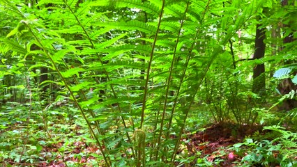 Poster - Close up of green fern leaves